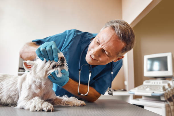 Best Emergency Tooth Extraction in Vale, OR